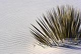 White Sands_32196